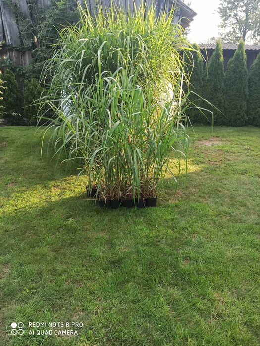 Miskant olbrzymi sadzonki