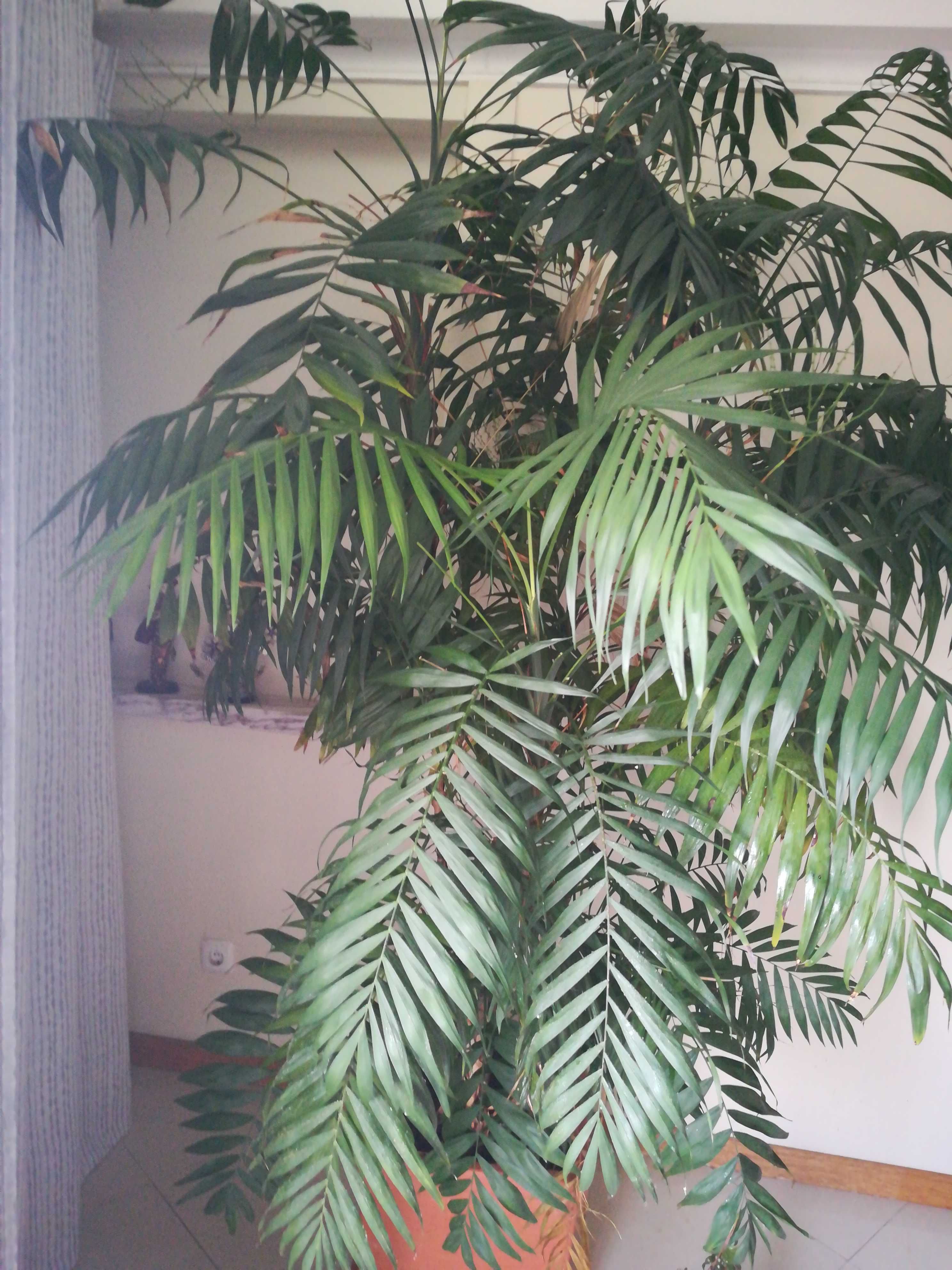 Palmeira lindíssima de interior