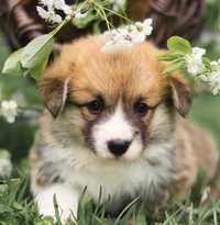 Welsh Corgi Pembroke - Twój wymarzony przyjaciel !