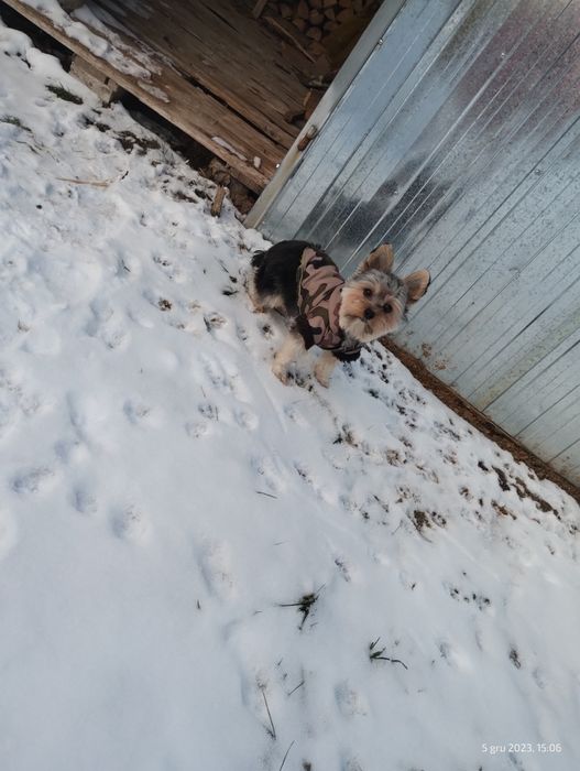 Kurtka dla małego psa