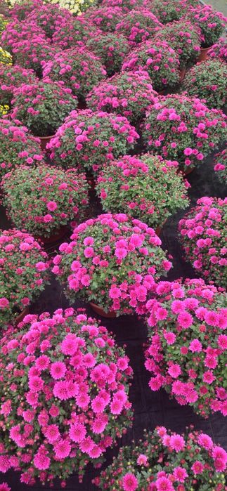 Chryzantemy hurt detal