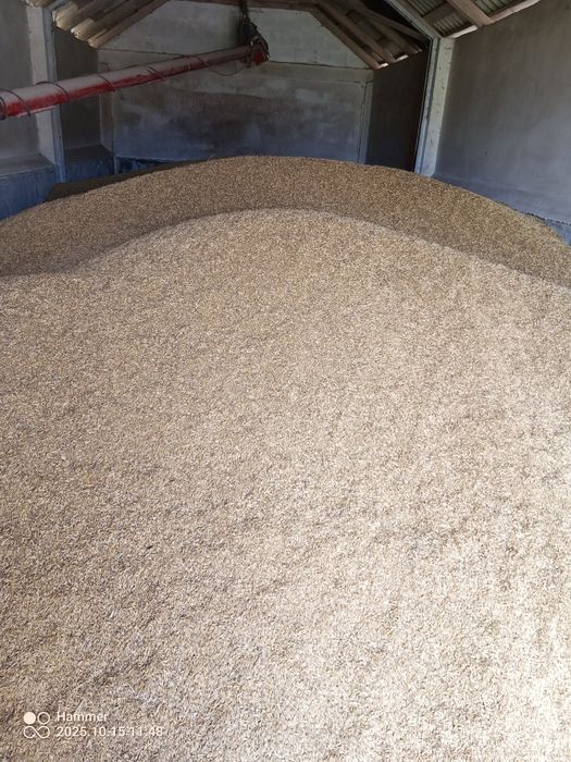 Owies  Nawigator ok. 30 ton