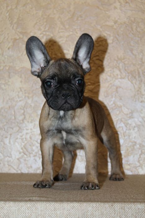 Бомбические генные французики