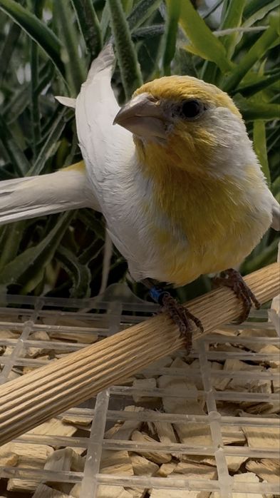 Gil meksykański opal samiec 23r