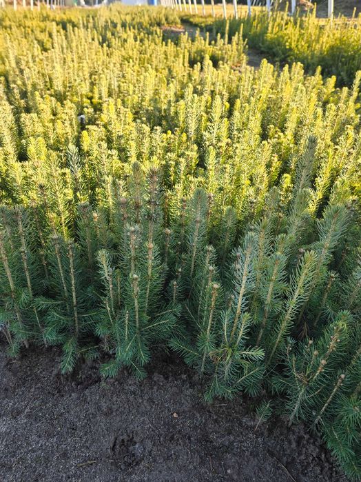 świerk pospolity, srebrny, srebrzysty serbski 2letnia sadzonka