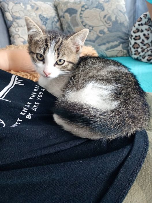 Oddam 2 kocurki w dobre ręce