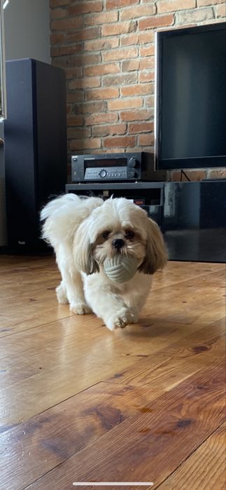 Hotel domowy dla psów, kotów „Przystań nad Wisłą” Ciechocinek-Siarzewo