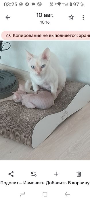 Продам котенка .