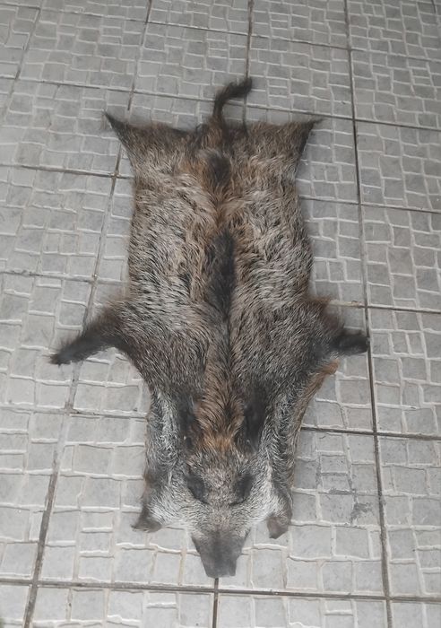 Pele genuina de javali ou couro
