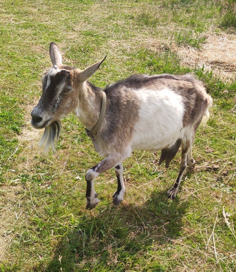Witam Sprzedam kozę z mlekiem zakocona
