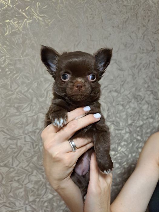 Шикарная малышка чихуахуа