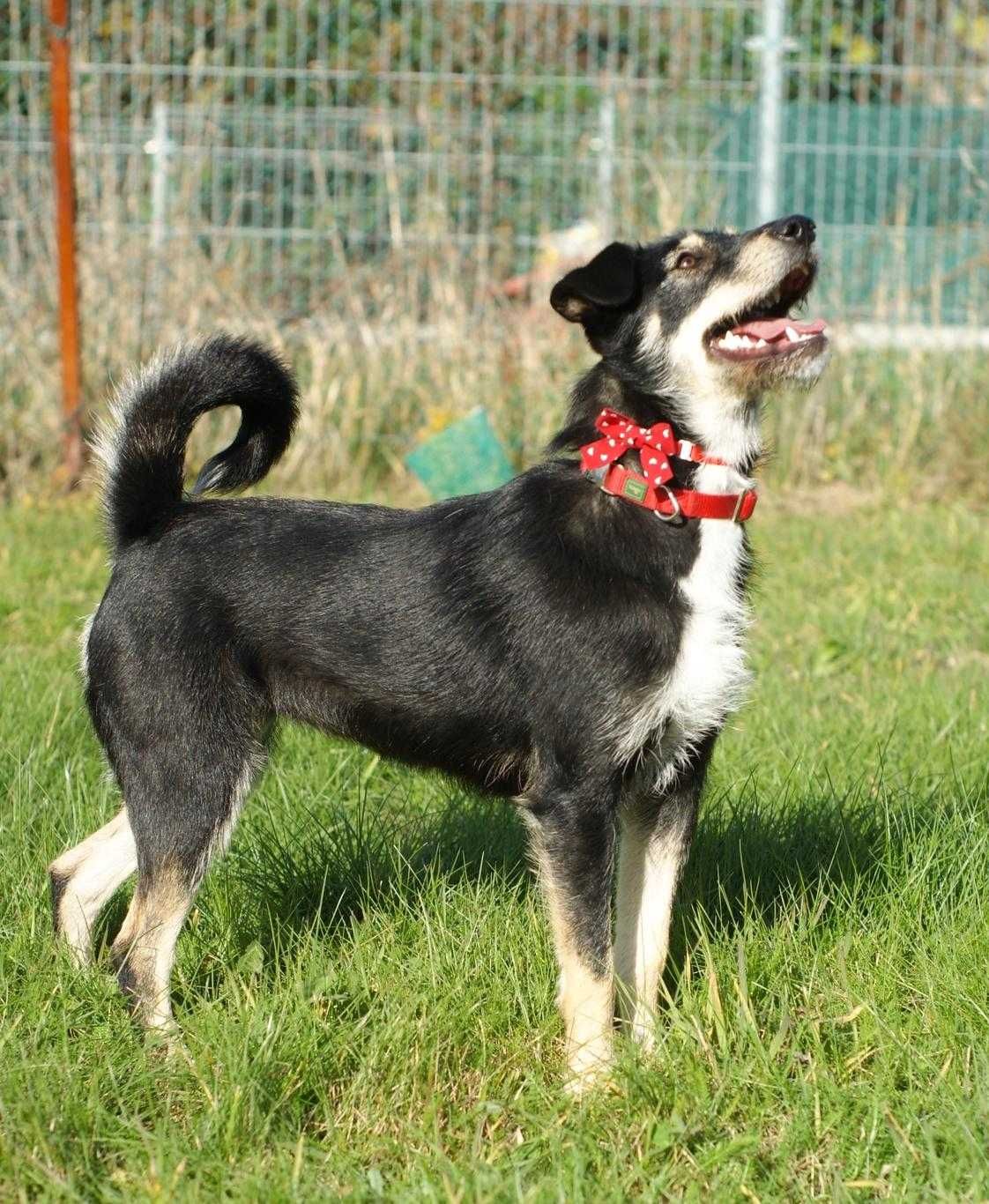 Psy do adopcji- pomożemy znaleźć przyjaciela