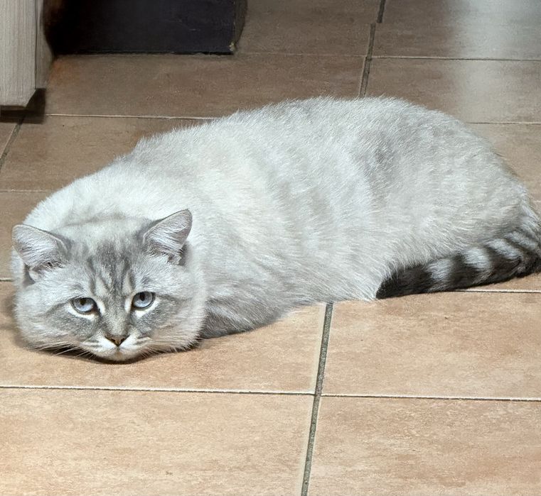 Вязка шоиландців