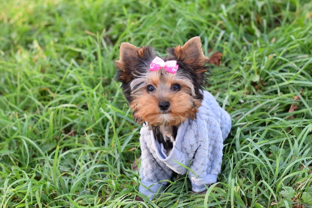 Міні йорки – маленькі красуні для справжніх поціновувачів