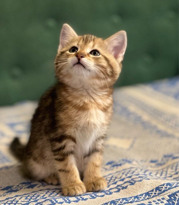 Віддам безкоштовно кошеня хлопчик