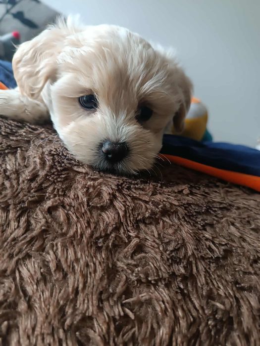 Uroczy szczeniak Maltipoo