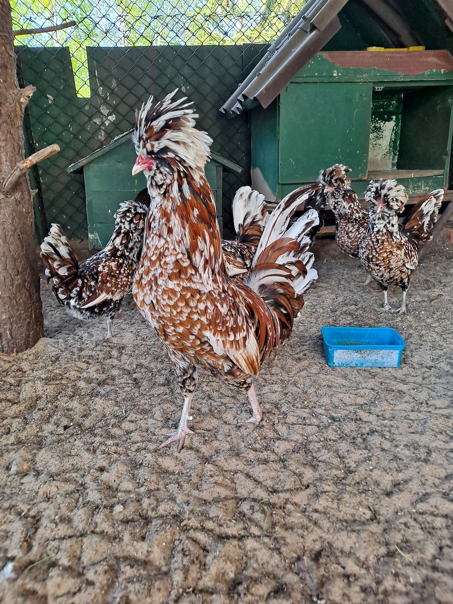 Kury czubatki Polskie