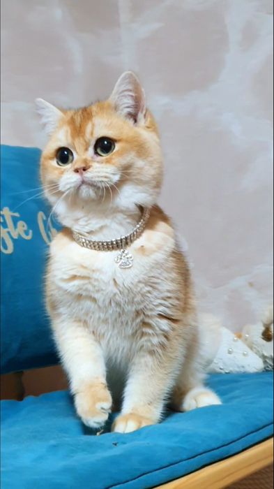 Золотий британський шиншила