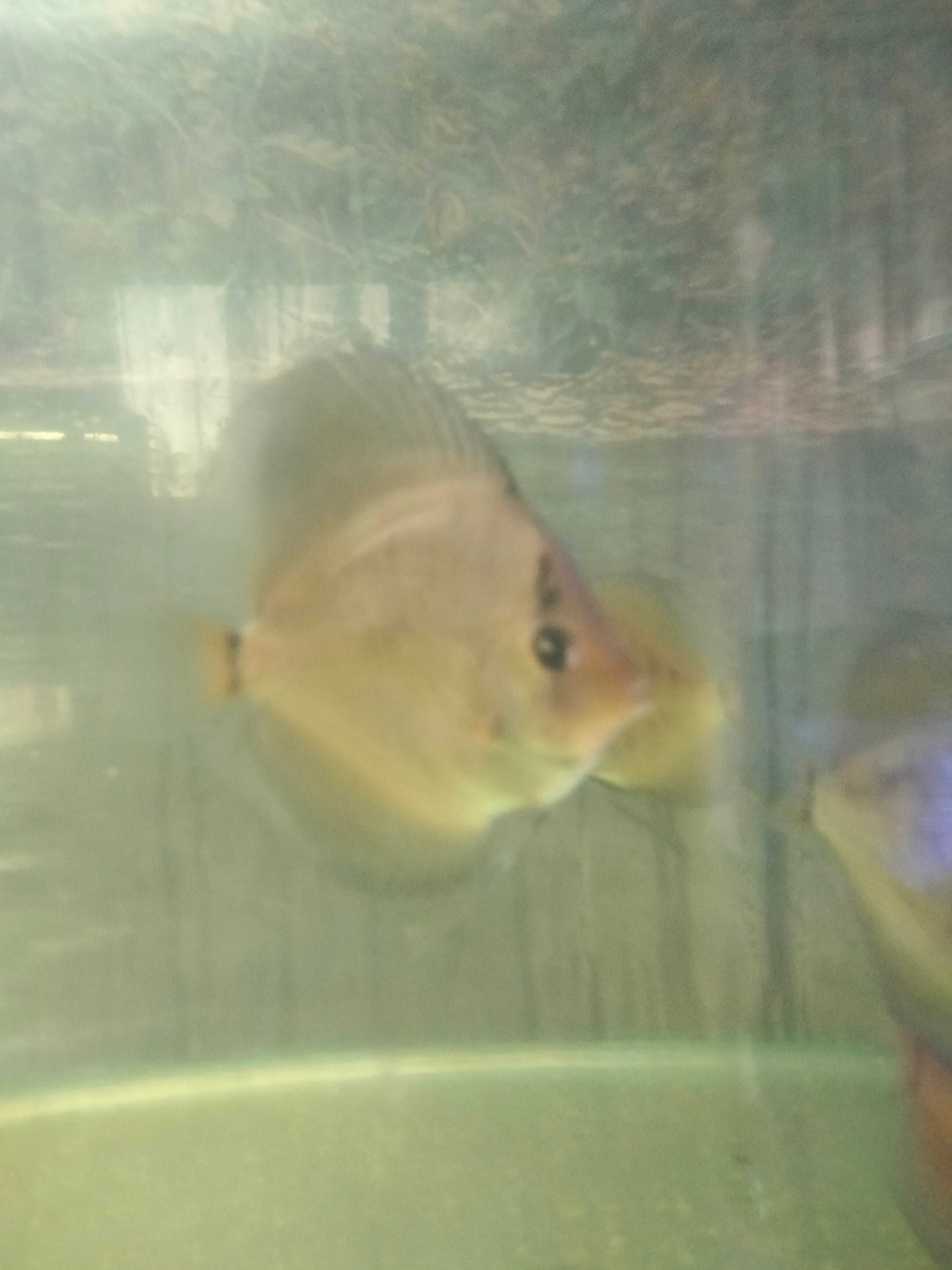 Paletki dyskowce ghost