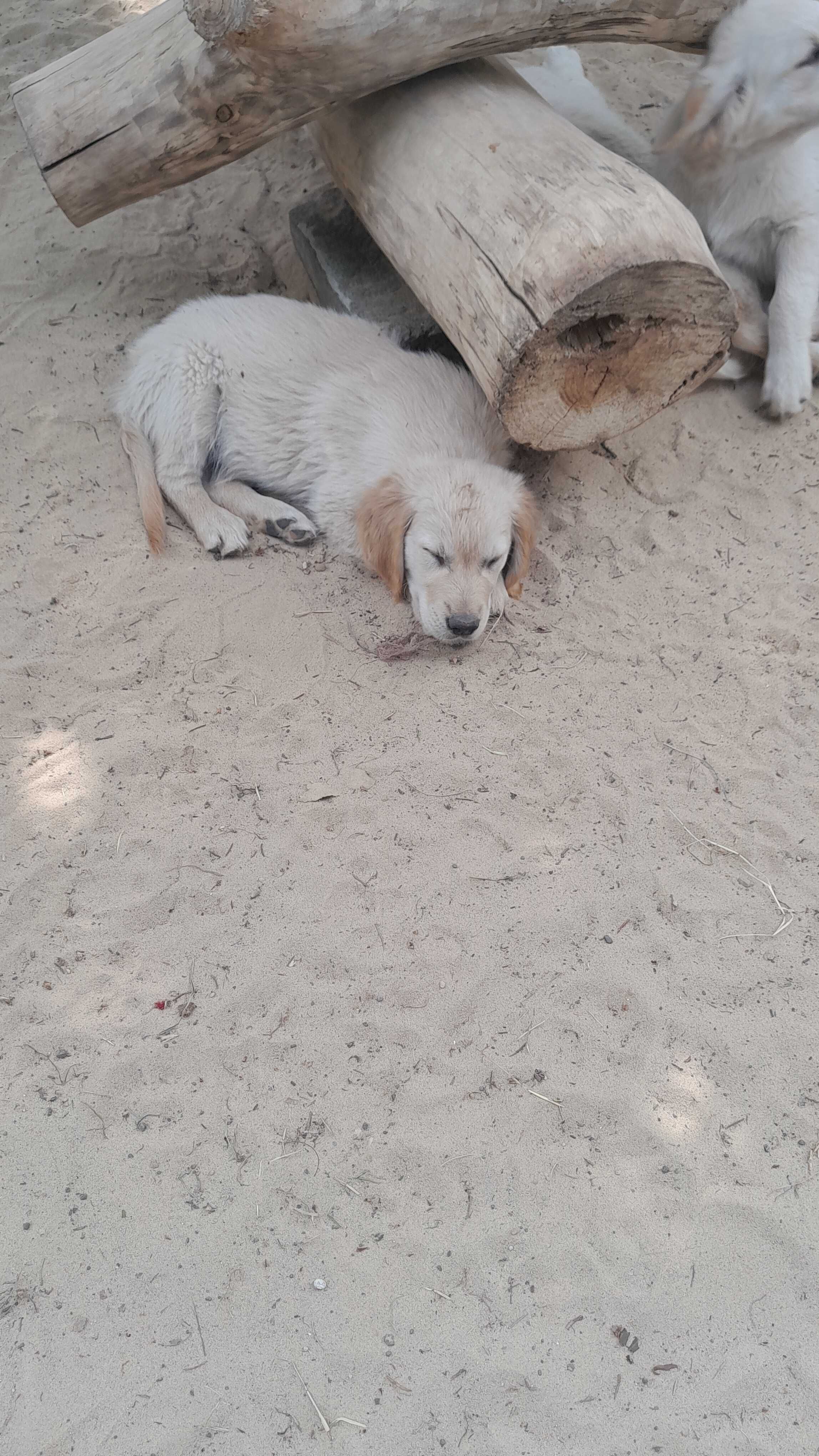 Golden retriever ..suczka ...do odbioru