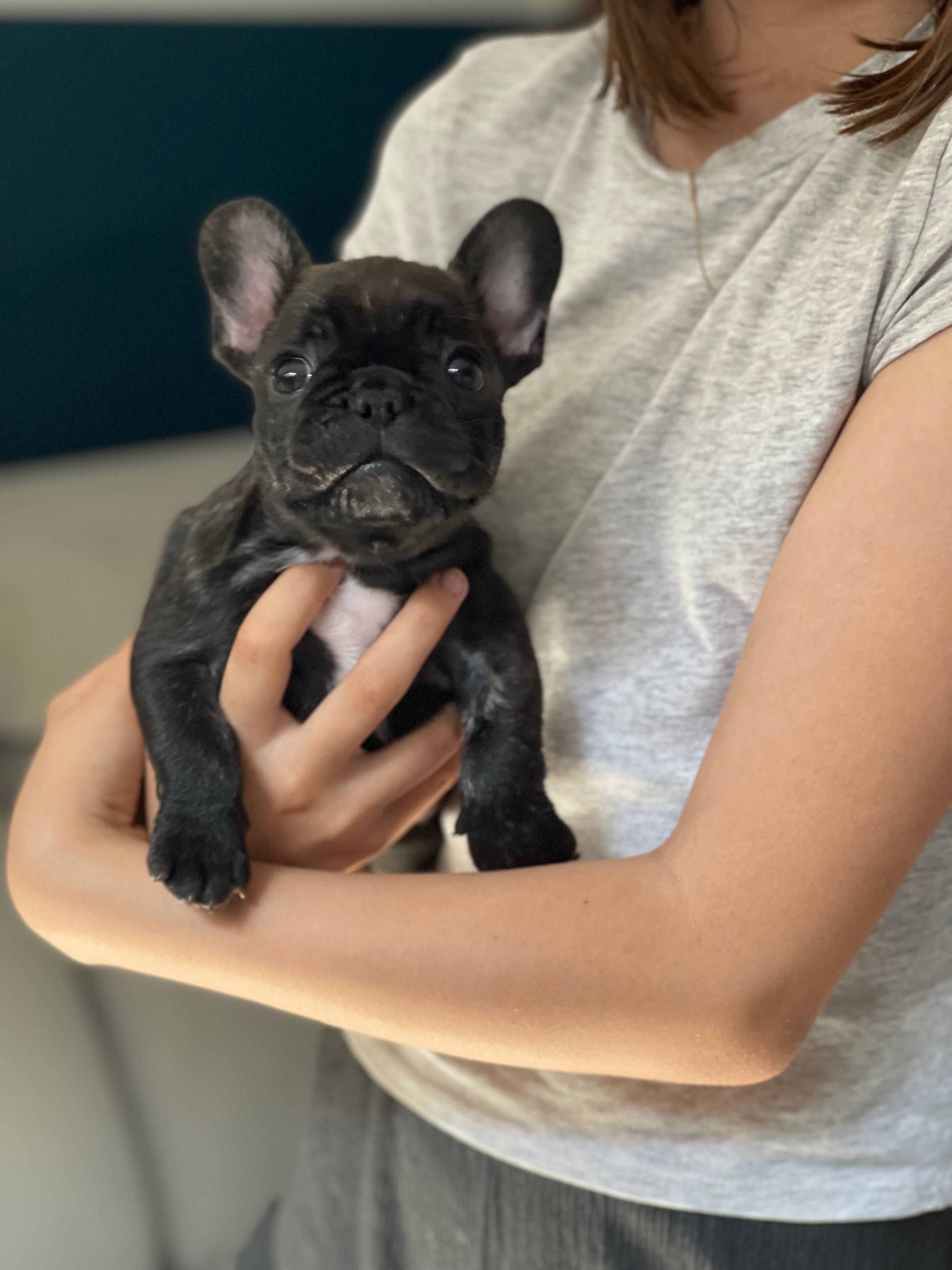 Buldog francuski
