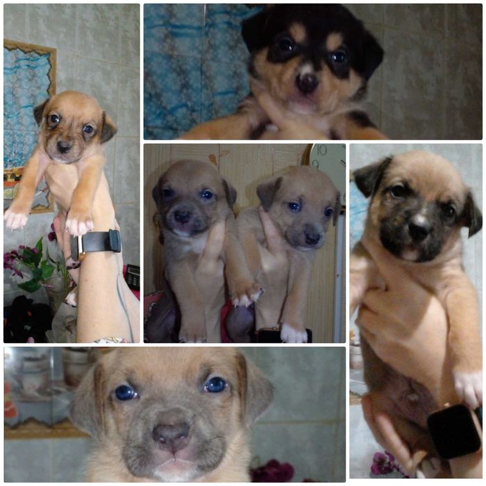 Цуценята піт-бультер'єра