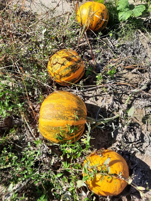 Sprzedam dynie różne odmiany i kolory
