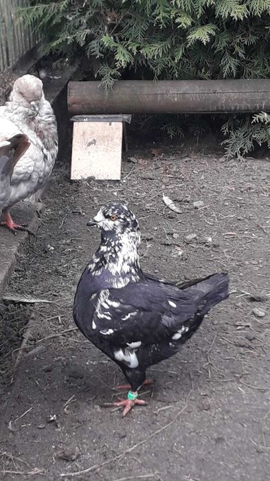 kingi ptaki gołębie ozdobne