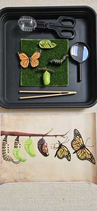 Taca Montessori full zestaw cykl życia Motyla