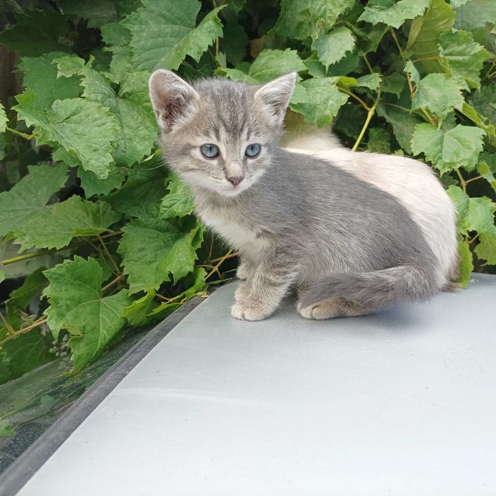 Котят отдам бесплатно