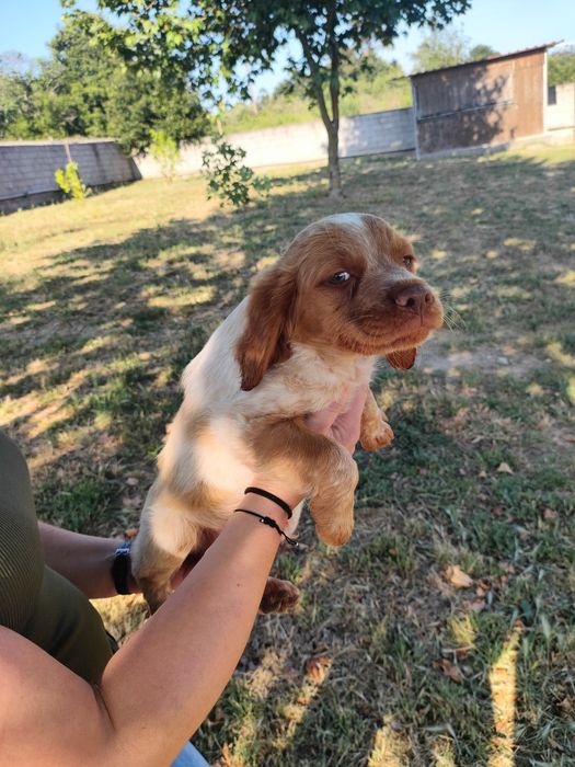 Epagneul  Breton com lop e afixo