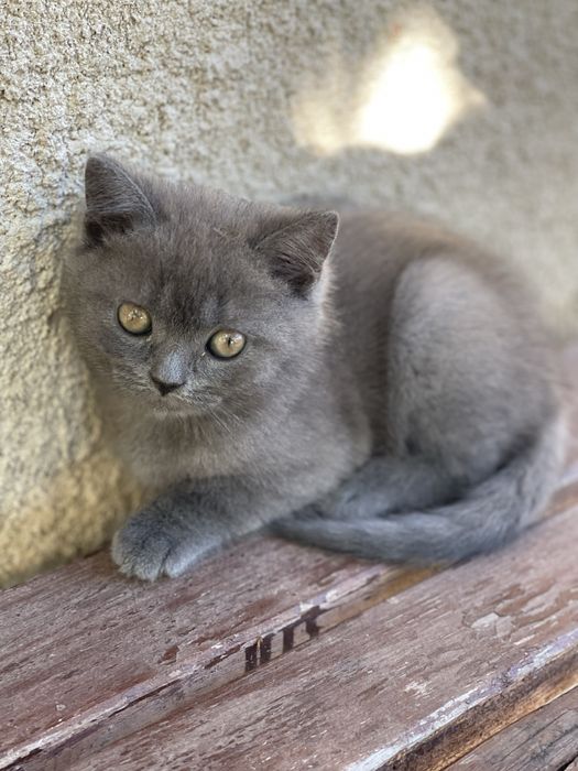 Кошеня висловухе шотландець