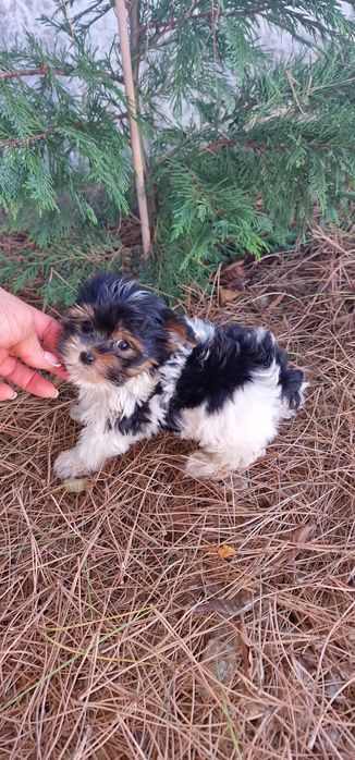 biewer macho super pequenino