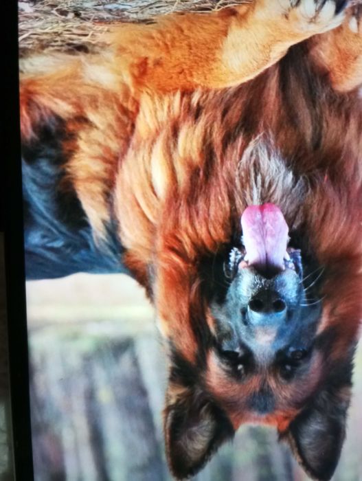 Німецька довгошерстна вівчарка