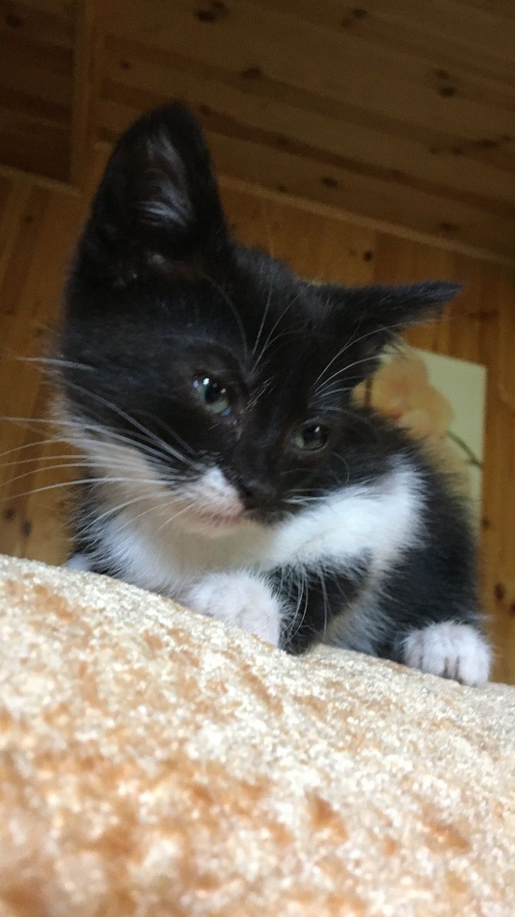 Котики в добрі руки