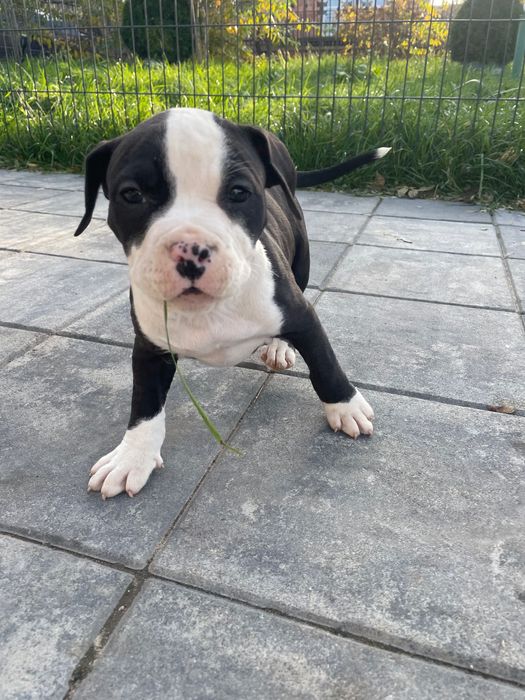 Amstaff Szczeniak Suczka Czarno-Biała / American Staffordshire Terrier