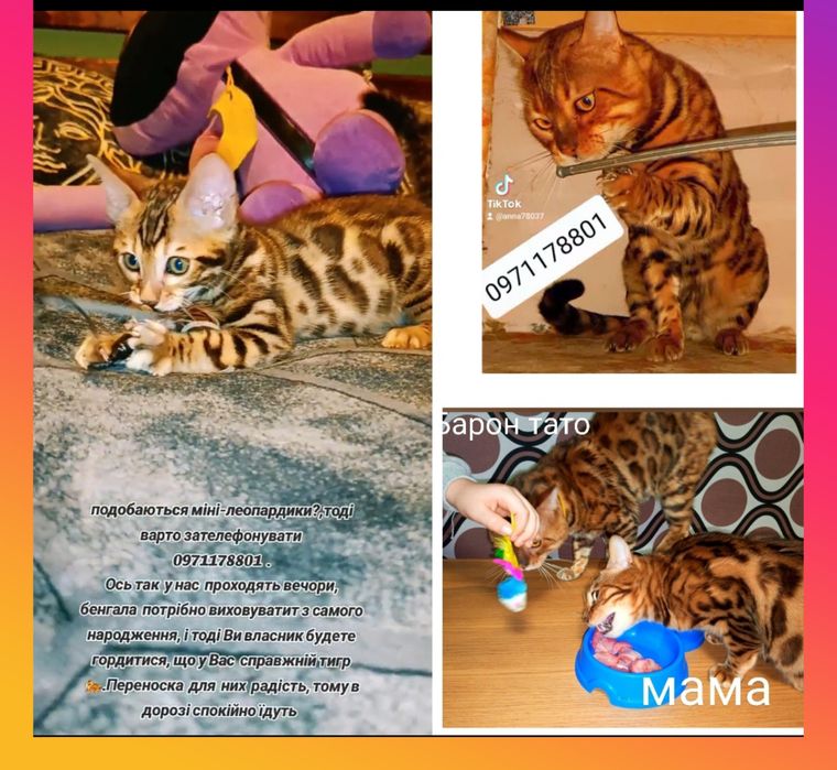 Для Вас, дуже розкішні леопардики-хлопчики бенгали.