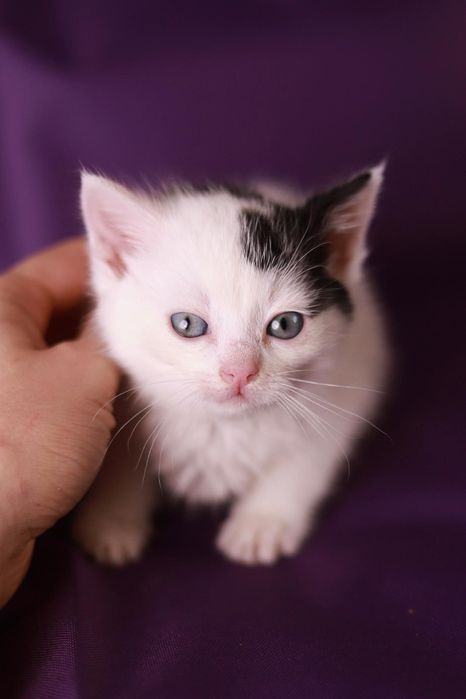 Spokojny, przytulaśny kociak poleca się do adopcji