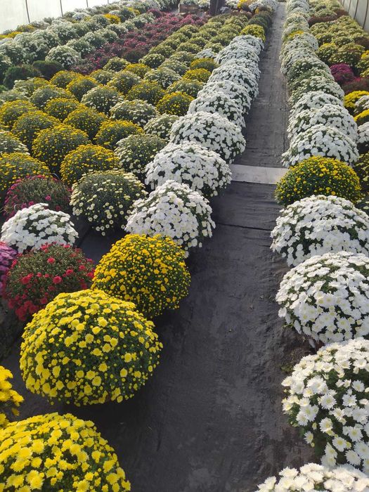 Chryzantemy Własna Produkcja