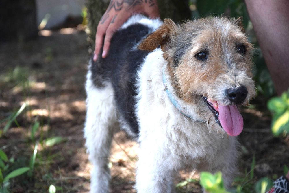 Kochany, bezdomny, bardzo pragnący miłości foxterier szuka domku