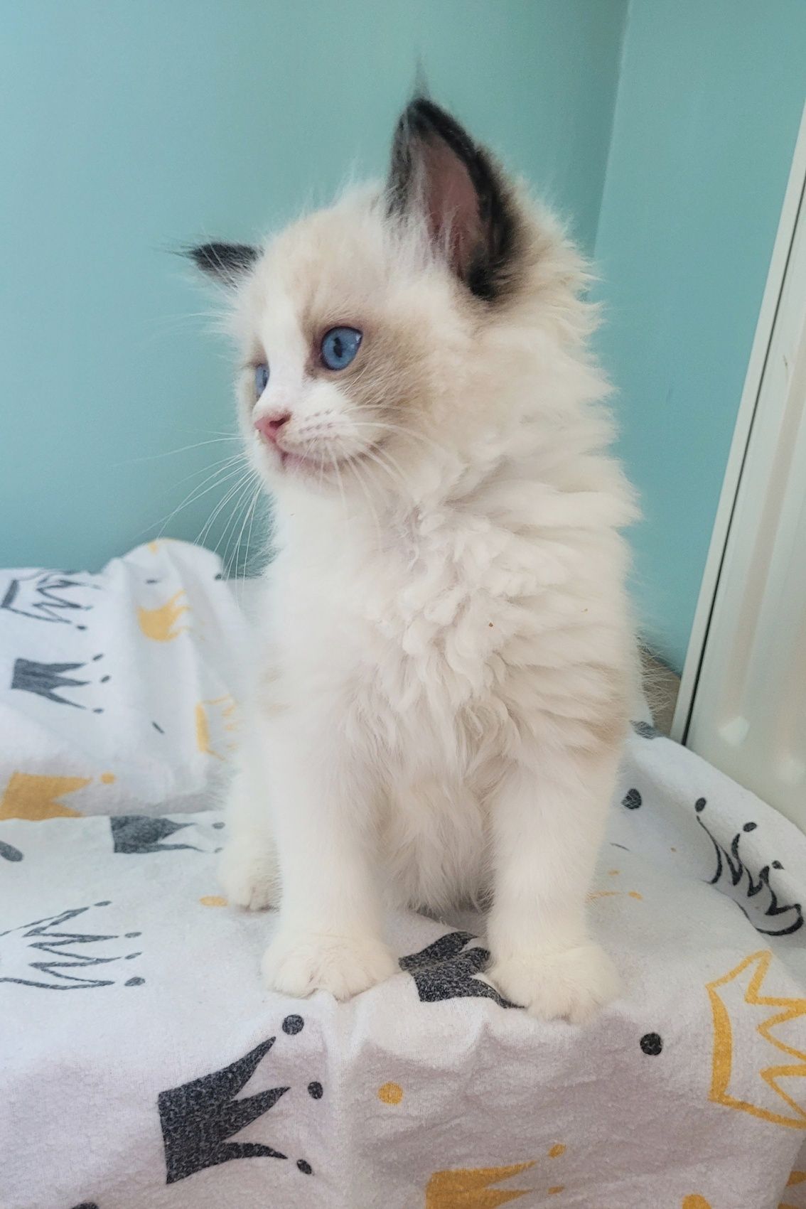 Kocurek ragdoll seal bicolor