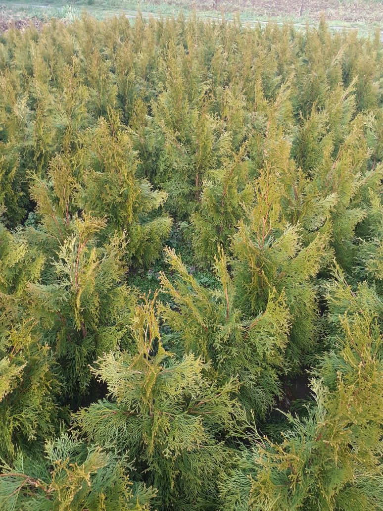 Tuja, Thuja Szmaragd  80-90 cm kopana z gruntu