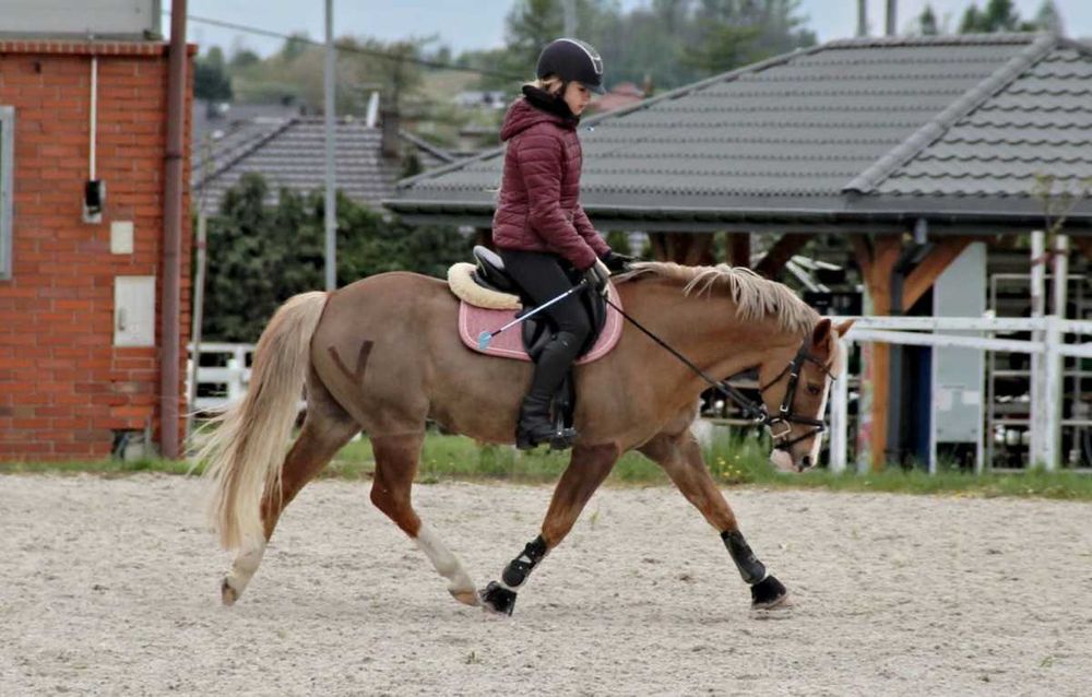 Super kuc grupa A2/C