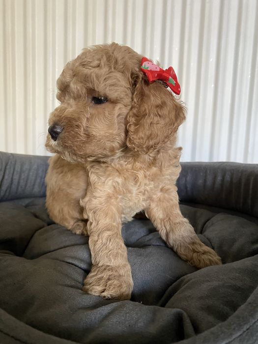 Cavapoo F1B Arya Cavapoo&Pudel Miniaturowy