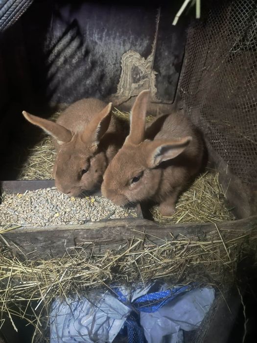 Młode nowozelandzkie