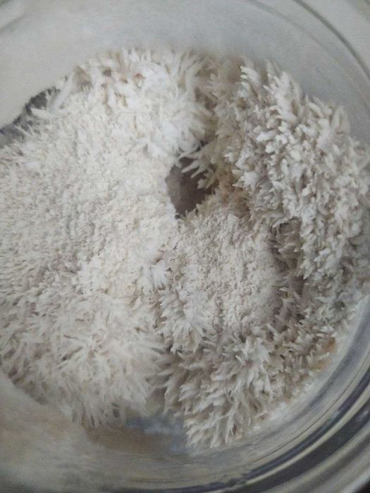 АКЦИЯ ‼️ Ежовик Гребенчатый 250 грамм