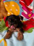 Yorkshire Terrier fêmea mini