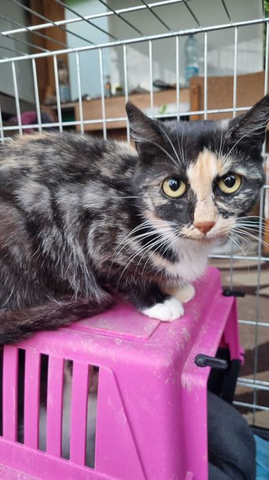 Kioto piękna nietuzinkowej urody szylkretka cudem ocalała z działek