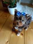 Yorkshire terrier śliczny piesek