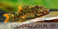 Glonojad L106 - Guyanancistrus guahiborum - ODŁÓW - WF - dowóz